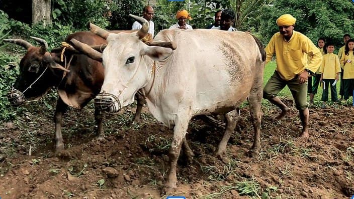 Mahacharya Sourabh J. Sarkar with oxen in the field